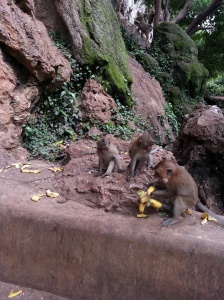 Monkeys overload