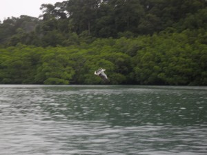 an eagle landing on the water to grab it's food