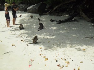 Just some monkeys at monkey beach