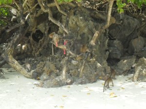 Monkeys at monkey beach