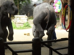 an elephant doing a hand stand