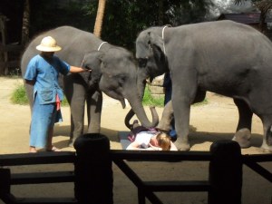 Elephants "massaging" a girl volunteer by using their trunks